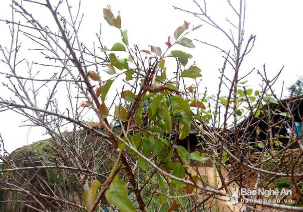 Đốn hạ đào đá khủng để bán Tết ở Nghệ An